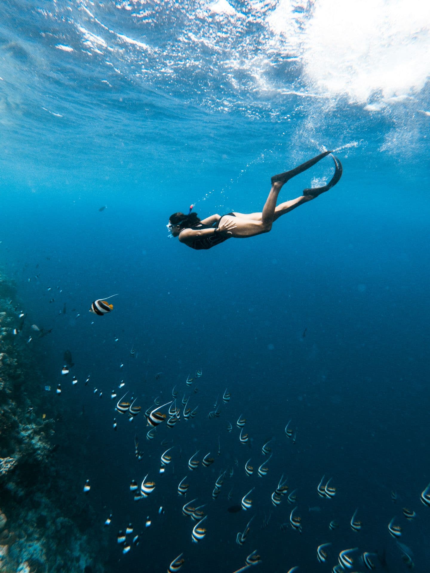 Anilao Freediving Day Trip